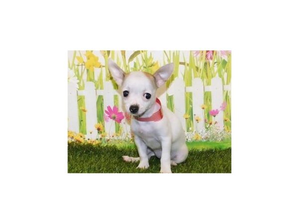 Chihuahua-DOG-Female-White-21046-Petland Batavia, Illinois