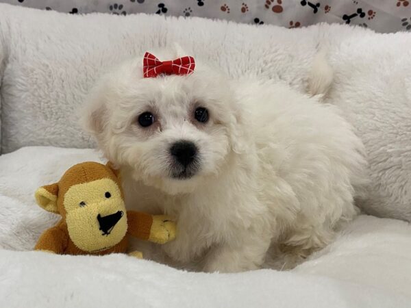 Bichon Frise DOG Female White 12838 Petland Batavia, Illinois