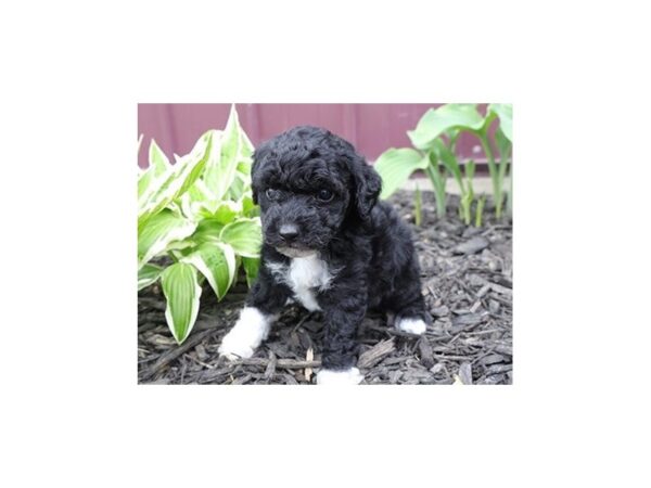 Poodle Mini-DOG-Male-Black / White-12869-Petland Batavia, Illinois