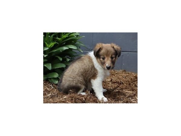 Shetland Sheepdog DOG Female Sable / White 12866 Petland Batavia, Illinois