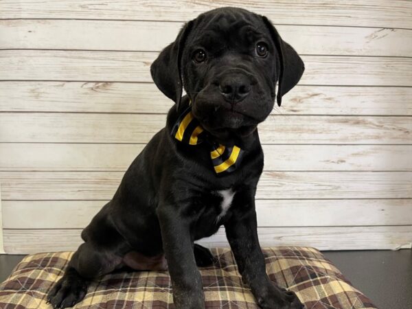 Cane Corso DOG Male Black 21055 Petland Batavia, Illinois