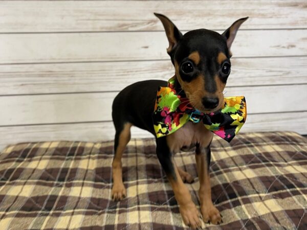 Miniature Pinscher DOG Female Black / Tan 21051 Petland Batavia, Illinois