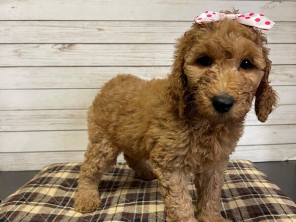 Goldendoodle 2nd Generation DOG Female Red 21044 Petland Batavia, Illinois
