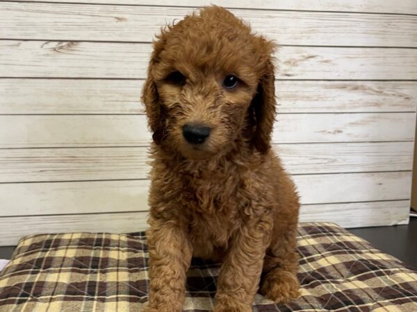 Goldendoodle 2nd Generation-DOG-Male-Red-21043-Petland Batavia, Illinois