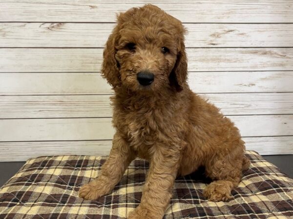 Goldendoodle 2nd Generation-DOG-Male-Red-21042-Petland Batavia, Illinois