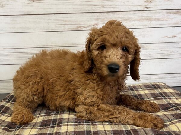 Goldendoodle 2nd Generation-DOG-Male-Red-21041-Petland Batavia, Illinois