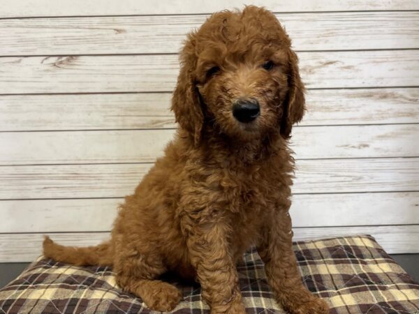 Goldendoodle 2nd Generation DOG Male Red 21040 Petland Batavia, Illinois