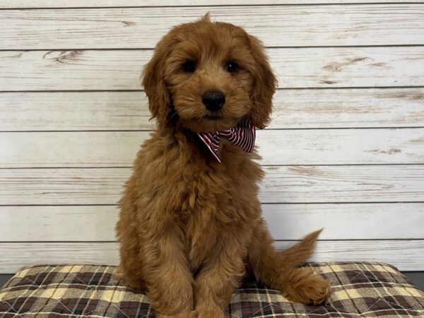 Goldendoodle Mini DOG Male Golden 21039 Petland Batavia, Illinois