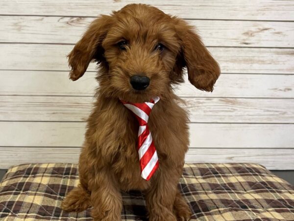 Goldendoodle Mini-DOG-Male-Golden-21038-Petland Batavia, Illinois