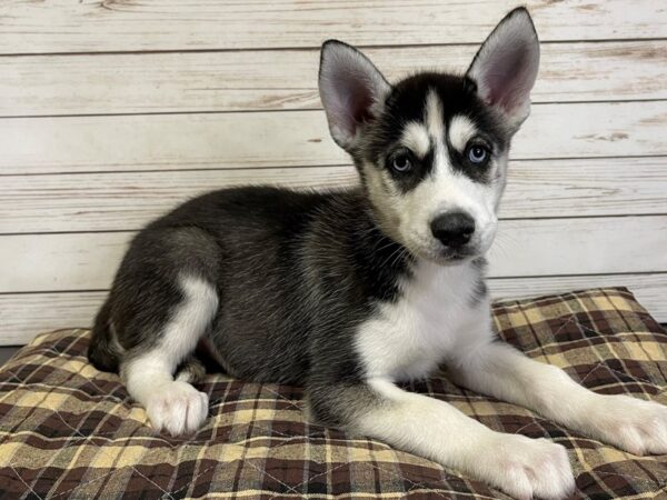 Siberian Husky DOG Male Black and White 21037 Petland Batavia, Illinois