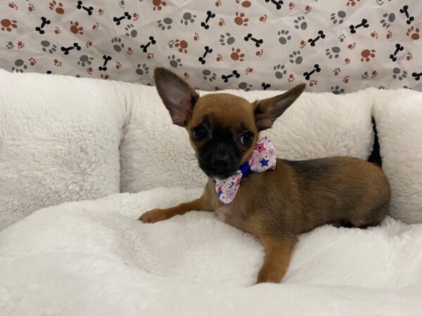 Chihuahua-DOG-Female-Sable / White-12867-Petland Batavia, Illinois