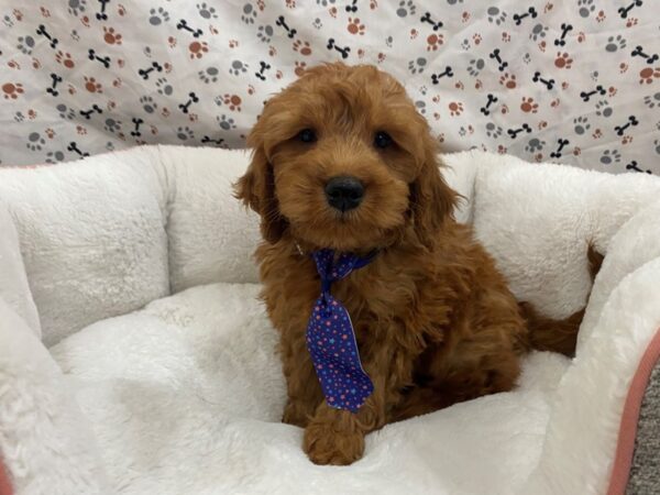 Goldendoodle Mini DOG Male Golden 12859 Petland Batavia, Illinois