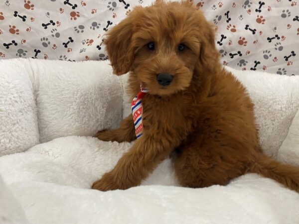 Goldendoodle Mini DOG Male Golden 12860 Petland Batavia, Illinois