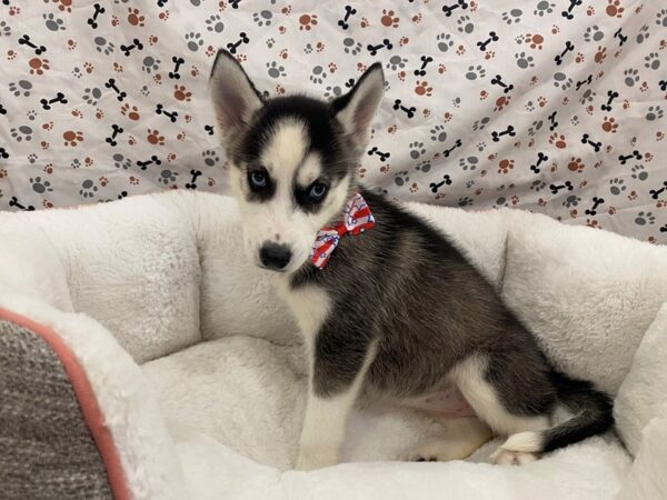 Siberian Husky-DOG-Female-Black and White-12850-Petland Batavia, Illinois