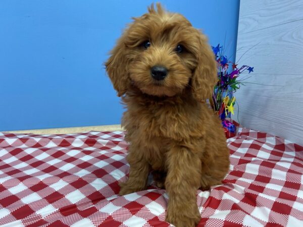 Goldendoodle Mini-DOG-Male-Golden-20757-Petland Batavia, Illinois