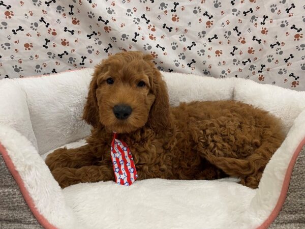 Goldendoodle 2nd Generation-DOG-Male-Red-12852-Petland Batavia, Illinois
