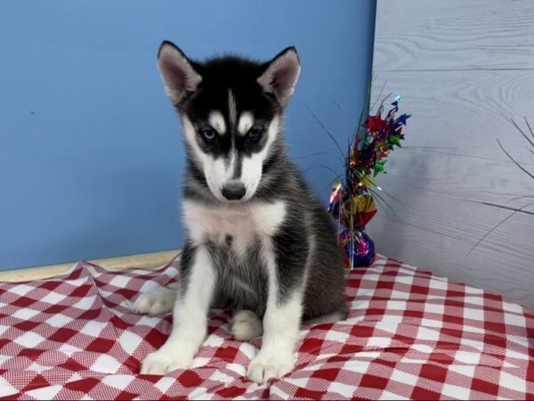 Siberian Husky-DOG-Male-Black and White-20756-Petland Batavia, Illinois