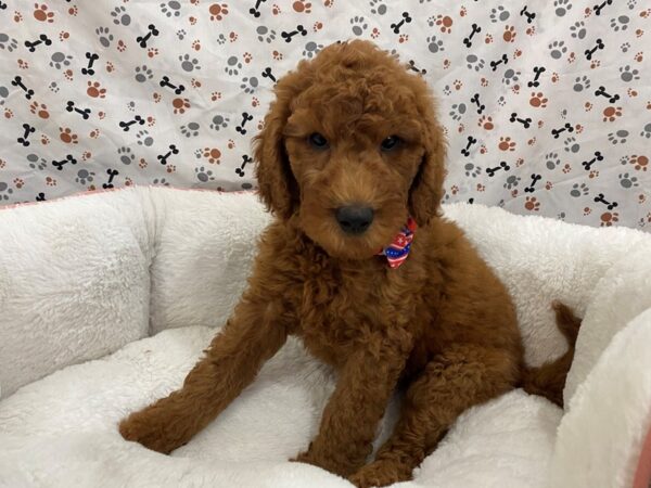 Goldendoodle 2nd Generation DOG Female Red 12858 Petland Batavia, Illinois