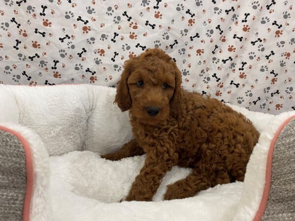 Goldendoodle 2nd Generation-DOG-Female-Red-12855-Petland Batavia, Illinois