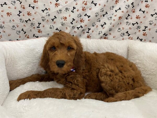 Goldendoodle 2nd Generation DOG Female Red 12856 Petland Batavia, Illinois