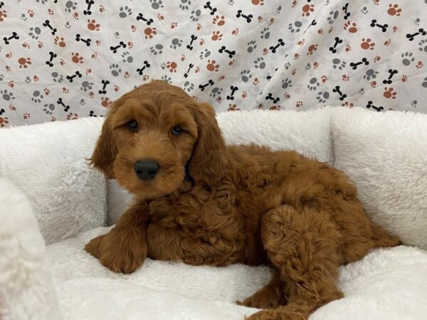 Goldendoodle 2nd Generation-DOG-Female-Red-12857-Petland Batavia, Illinois