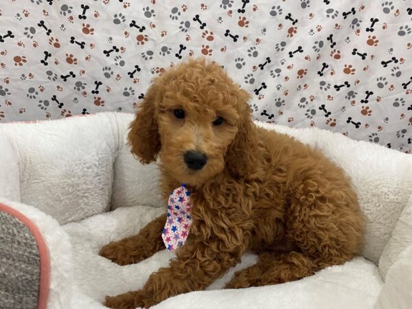 Goldendoodle 2nd Generation DOG Male Red 12854 Petland Batavia, Illinois