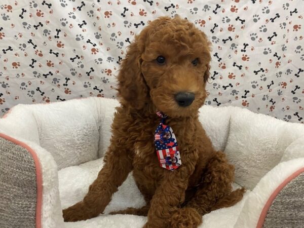 Goldendoodle 2nd Generation DOG Male Red 12853 Petland Batavia, Illinois