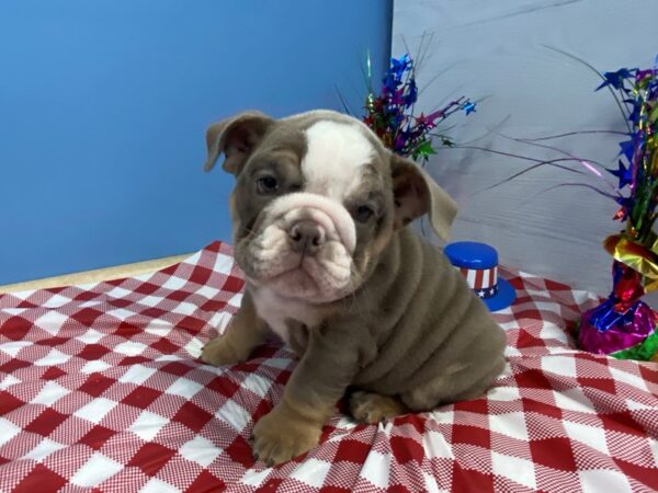 English Bulldog-DOG-Female-Dark Chocolate Tri-12872-Petland Batavia, Illinois