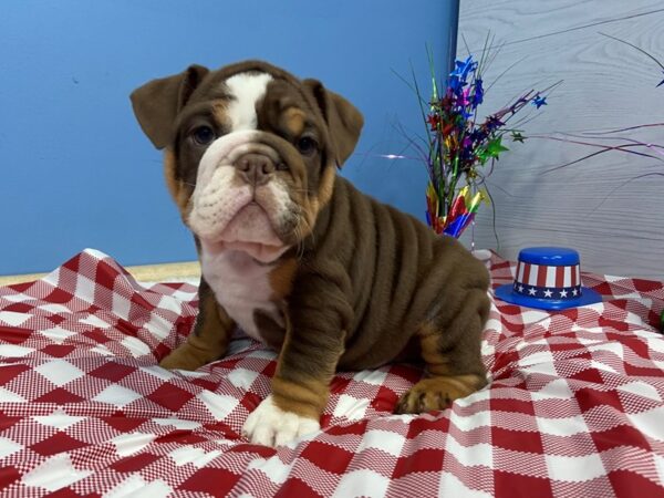 English Bulldog DOG Female Dark Chocolate Tri 21069 Petland Batavia, Illinois