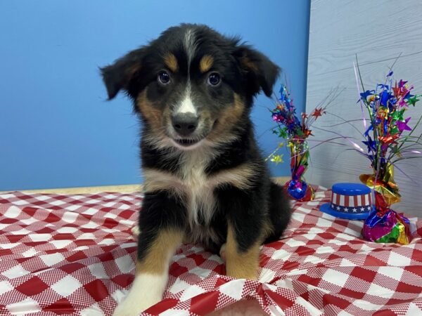 Miniature Australian Shepherd-DOG-Female-Black Tri-20771-Petland Batavia, Illinois