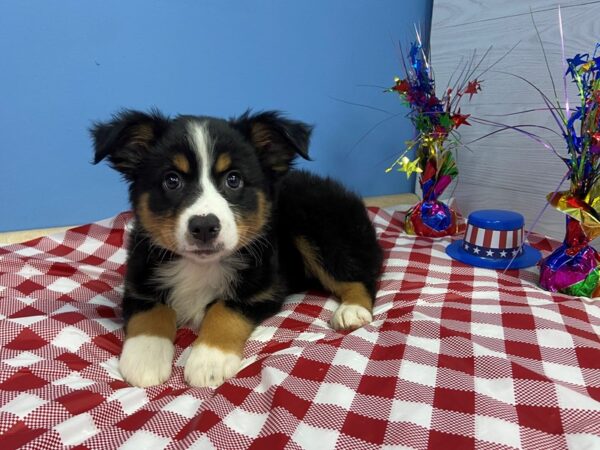 Miniature Australian Shepherd DOG Female Black Tri 12871 Petland Batavia, Illinois