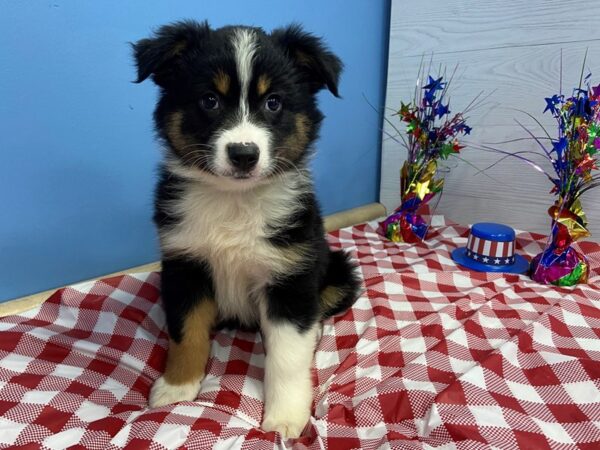 Miniature Australian Shepherd DOG Female Black Tri 20770 Petland Batavia, Illinois