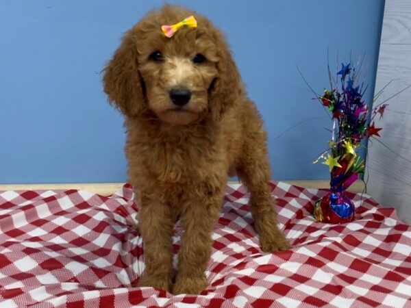 Goldendoodle 2nd Generation DOG Female Red 20758 Petland Batavia, Illinois