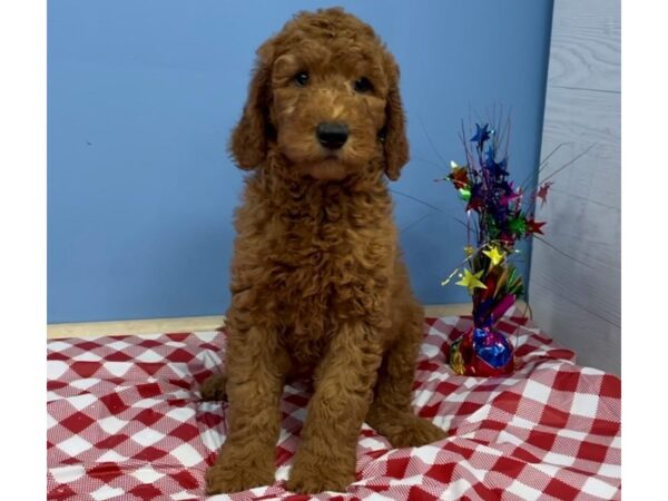 Goldendoodle 2nd Generation-DOG-Male-Red-20762-Petland Batavia, Illinois