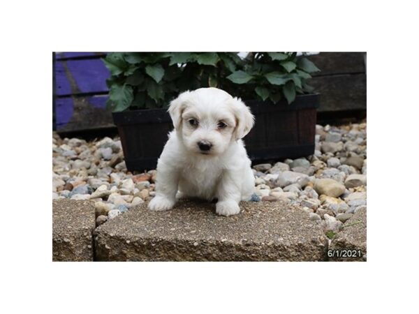 Coton De Tulear DOG Female White 21056 Petland Batavia, Illinois