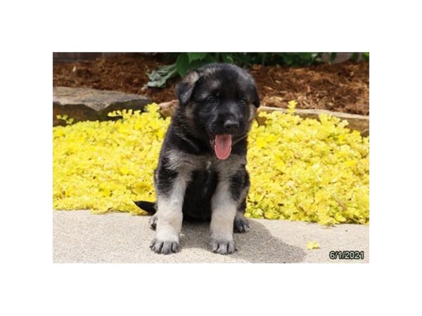 German Shepherd Dog DOG Female Black / Tan 21057 Petland Batavia, Illinois