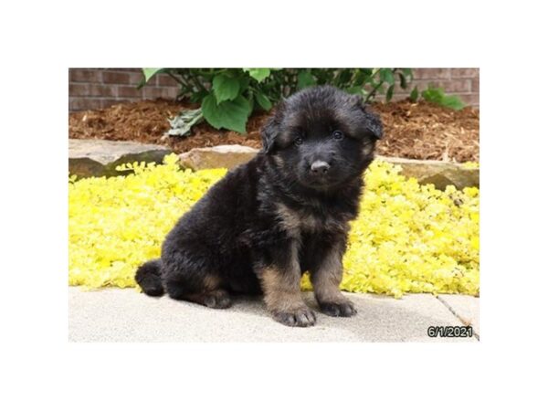 German Shepherd Dog-DOG-Male-Black / Tan-21058-Petland Batavia, Illinois