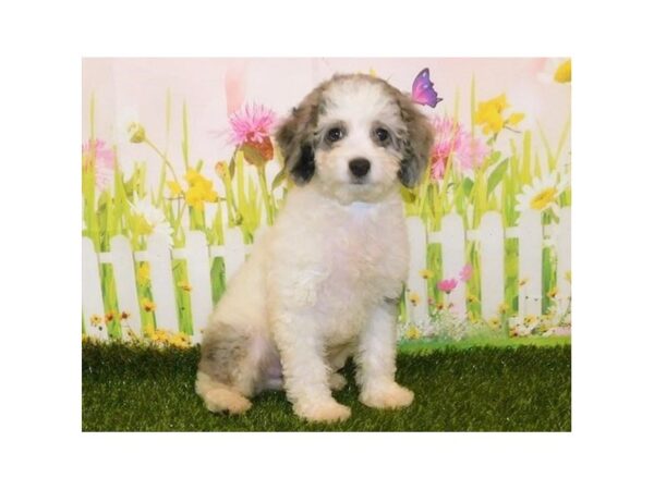 Aussiedoodle Mini DOG Male Blue Merle 21067 Petland Batavia, Illinois