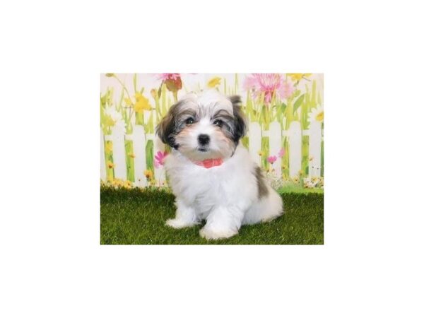 Teddy Bear DOG Female White / Sable 21068 Petland Batavia, Illinois