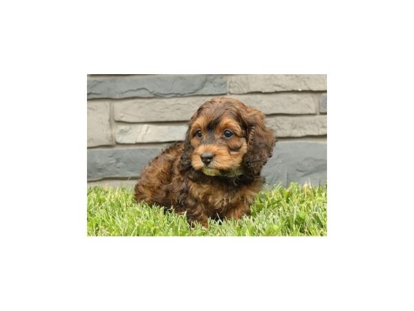 Cock A Poo DOG Male Chocolate 21059 Petland Batavia, Illinois