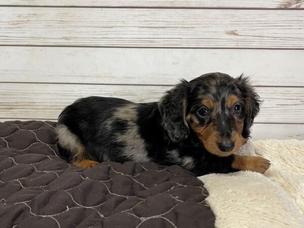 Dachshund DOG Male Silver Dapple, Long Coat 21066 Petland Batavia, Illinois