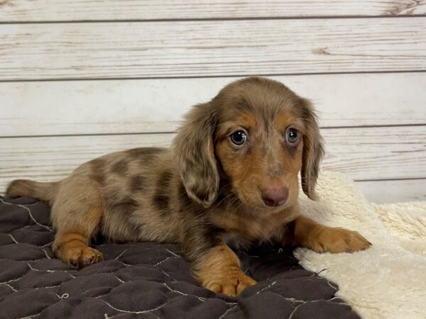 Dachshund-DOG-Male-Chocolate Dapple-21065-Petland Batavia, Illinois