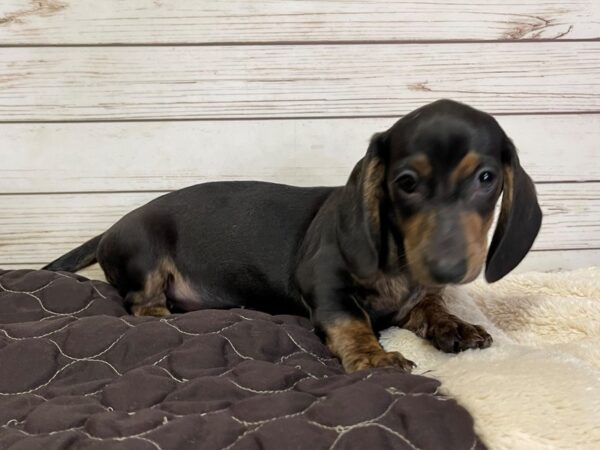 Dachshund DOG Female Black / Brindle 21064 Petland Batavia, Illinois
