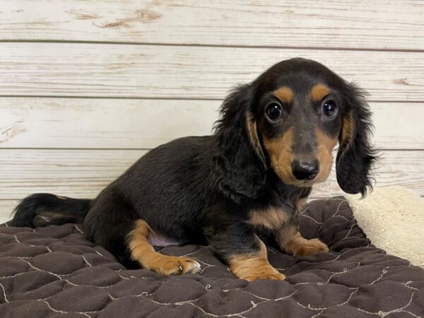 Dachshund-DOG-Female-Black / Tan-21063-Petland Batavia, Illinois
