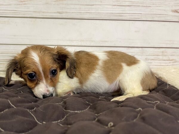 Chiweenie DOG Female White / Fawn 21061 Petland Batavia, Illinois