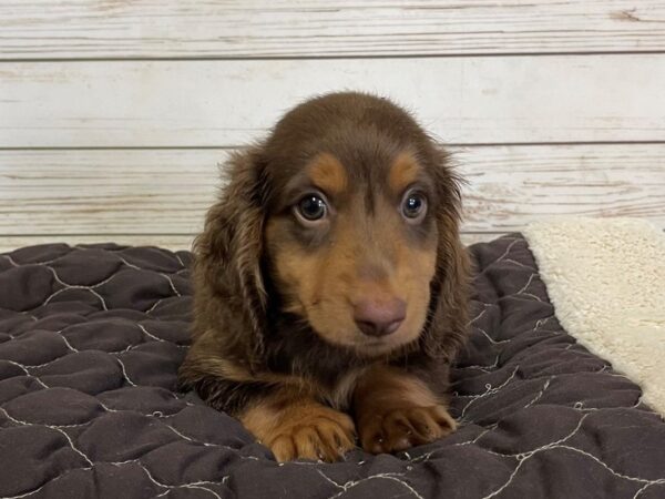 Dachshund DOG Male Chocolate / Tan 21062 Petland Batavia, Illinois