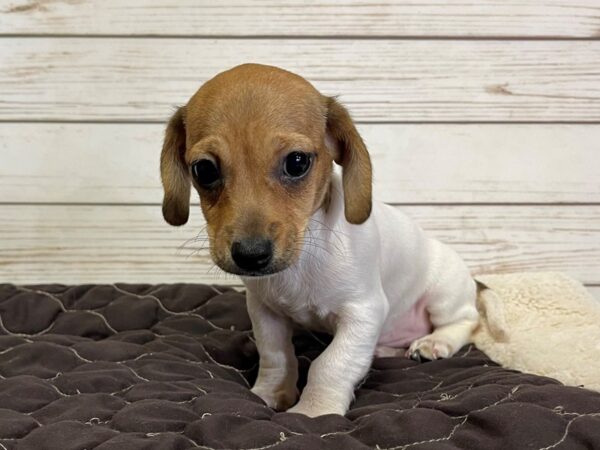 Chiweenie DOG Male White / Fawn 21060 Petland Batavia, Illinois