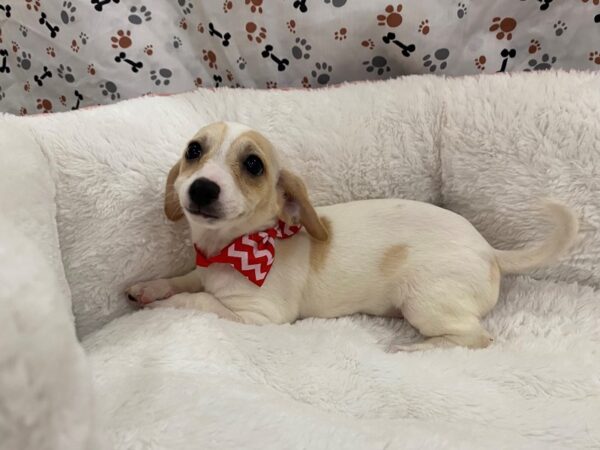 Chiweenie-DOG-Female-White / Cream-12875-Petland Batavia, Illinois