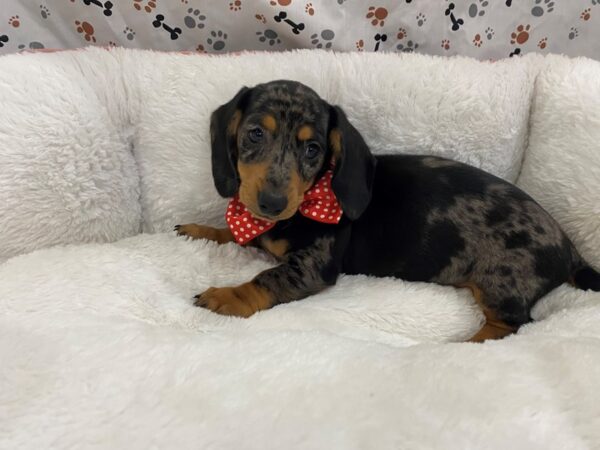 Dachshund-DOG-Female-Silver Dapple / Tan-12878-Petland Batavia, Illinois
