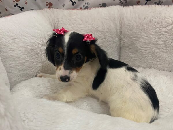 Chiweenie-DOG-Female-Tri-Colored-12874-Petland Batavia, Illinois